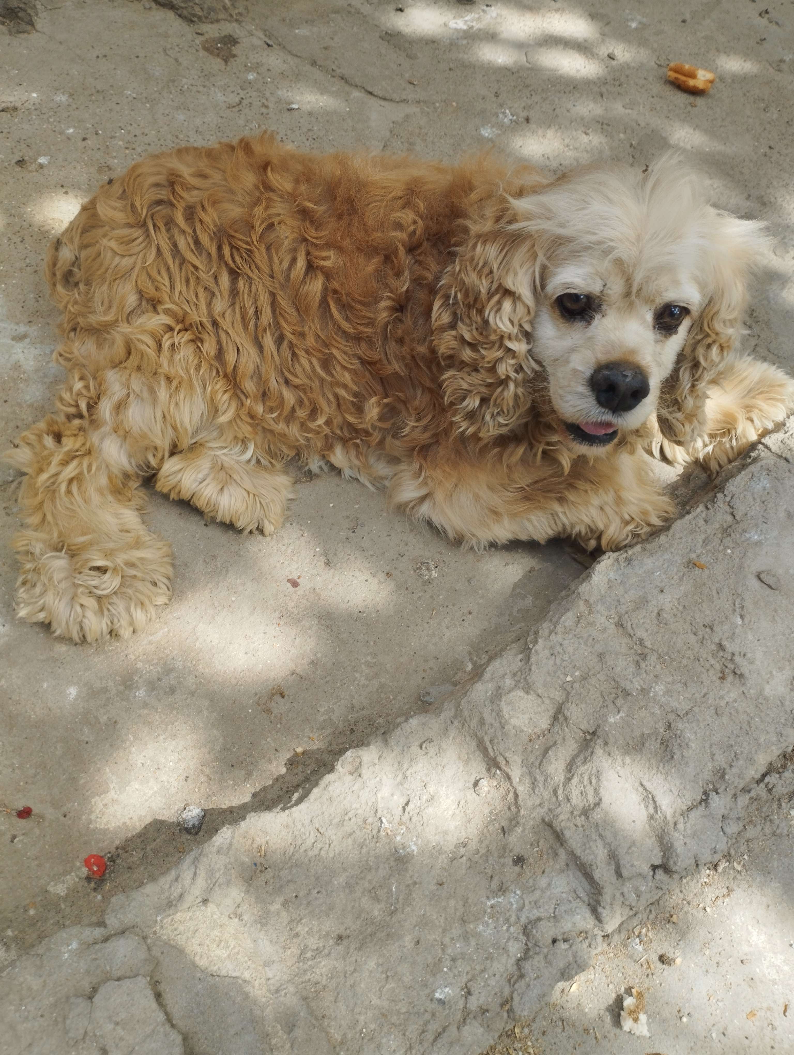seller.az Amerikanskiy koker spaniel