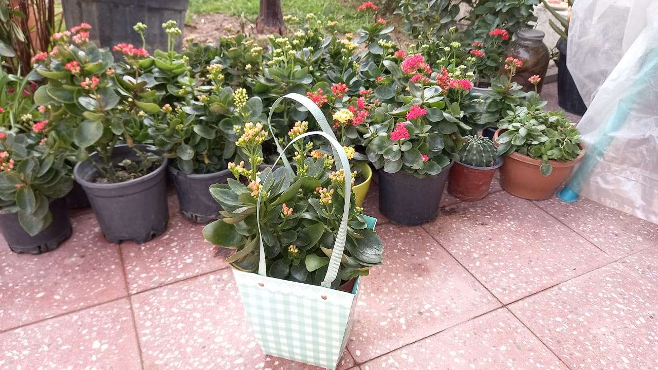 seller.az Kolonxoya gulu